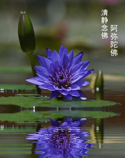 0907081523d0f1f295ad4141f1.gif